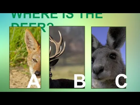 WHERE IS THE DEER? A B C