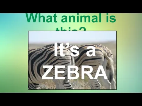 What animal is this? It’s a ZEBRA