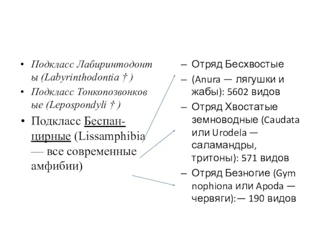 Подкласс Лабиринтодонты (Labyrinthodontia † ) Подкласс Тонкопозвонковые (Lepospondyli † ) Подкласс