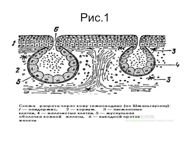 Рис.1