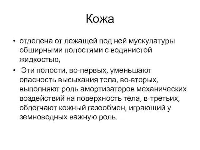 Кожа отделена от лежащей под ней мускулатуры обширными полостями с водянистой