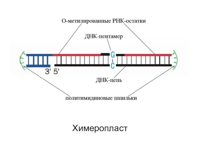 Химеропласт