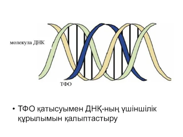 ТФО қатысуымен ДНҚ-ның үшіншілік құрылымын қалыптастыру
