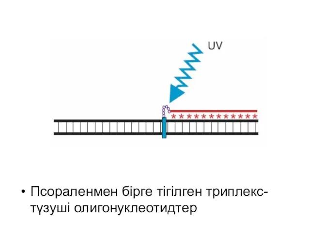 Псораленмен бірге тігілген триплекс-түзуші олигонуклеотидтер