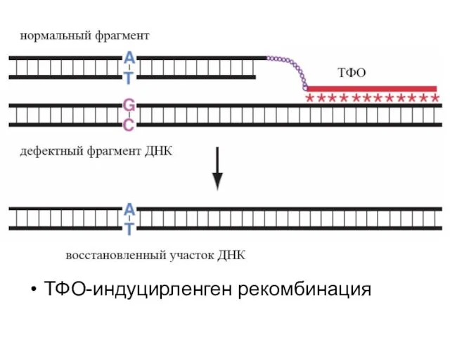 ТФО-индуцирленген рекомбинация