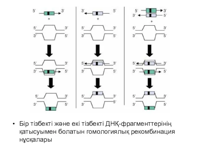 Бір тізбекті және екі тізбекті ДНҚ-фрагменттерінің қатысуымен болатын гомологиялық рекомбинация нұсқалары