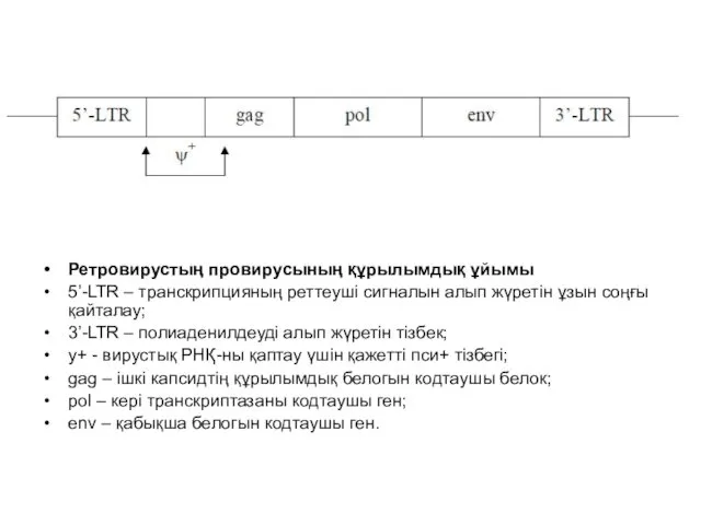 Ретровирустың провирусының құрылымдық ұйымы 5’-LTR – транскрипцияның реттеуші сигналын алып жүретін