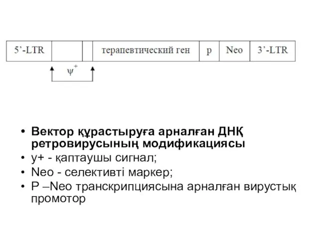 Вектор құрастыруға арналған ДНҚ ретровирусының модификациясы y+ - қаптаушы сигнал; Neo