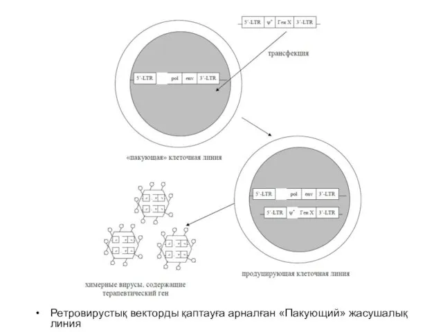 Ретровирустық векторды қаптауға арналған «Пакующий» жасушалық линия