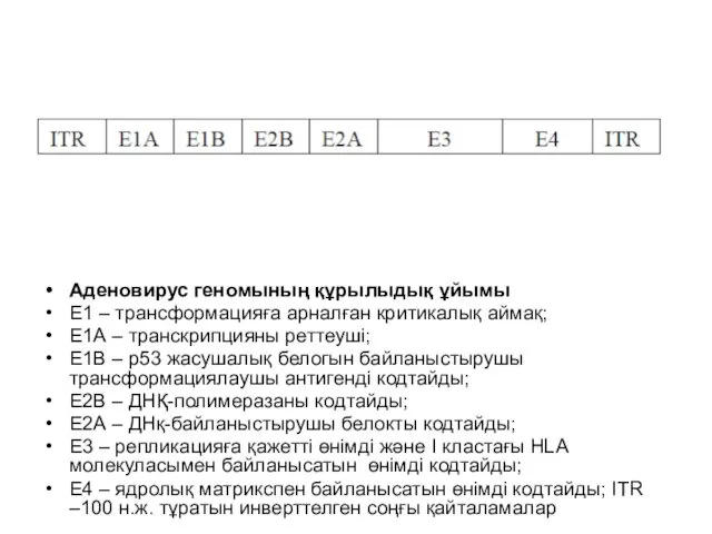 Аденовирус геномының құрылыдық ұйымы Е1 – трансформацияға арналған критикалық аймақ; Е1А