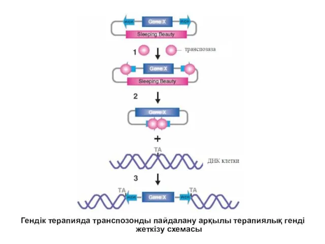 Гендік терапияда транспозонды пайдалану арқылы терапиялық генді жеткізу схемасы