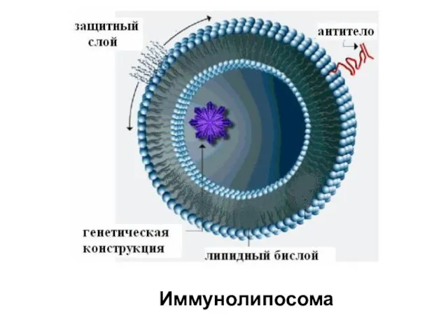 Иммунолипосома