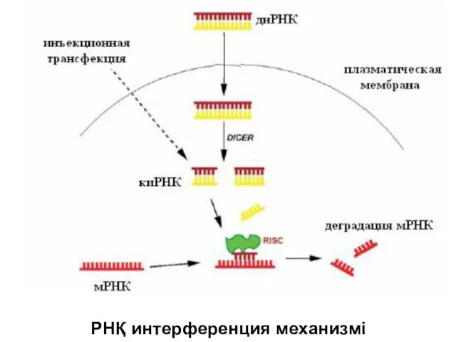 РНҚ интерференция механизмі