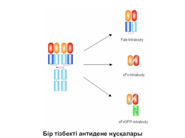 Бір тізбекті антидене нұсқалары