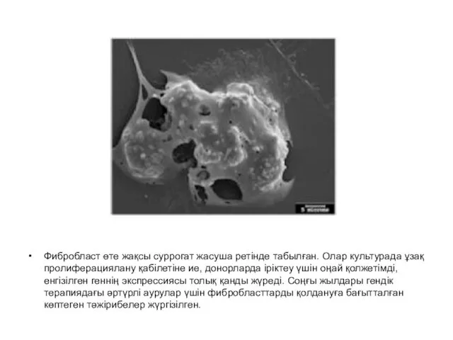 Фибробласт өте жақсы суррогат жасуша ретінде табылған. Олар культурада ұзақ пролиферациялану