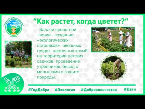 Задачи проектной линии - создание «экологических островков»: овощных грядок, цветочных клумб