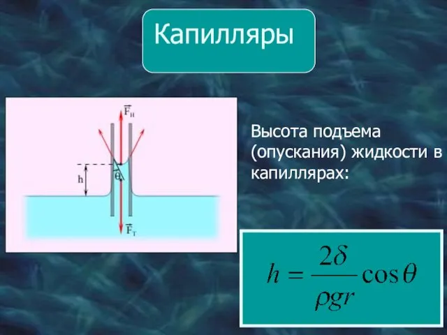 Капилляры Высота подъема (опускания) жидкости в капиллярах: