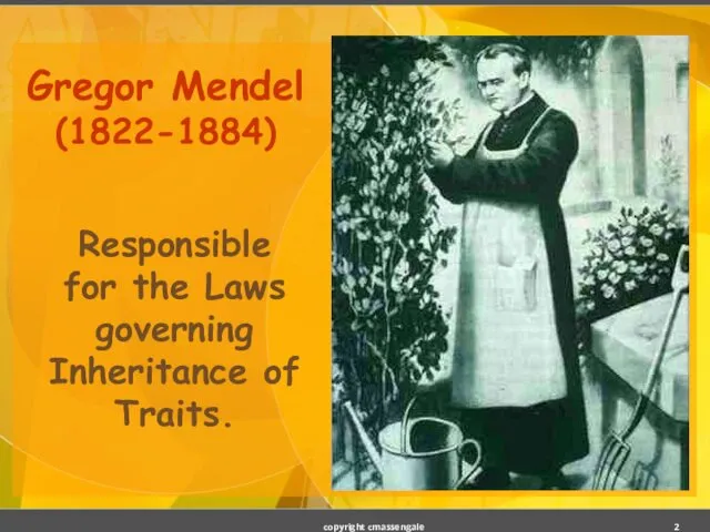 Gregor Mendel (1822-1884) Responsible for the Laws governing Inheritance of Traits. copyright cmassengale