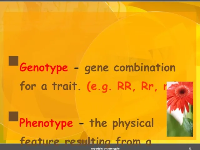 Genotype - gene combination for a trait. (e.g. RR, Rr, rr)