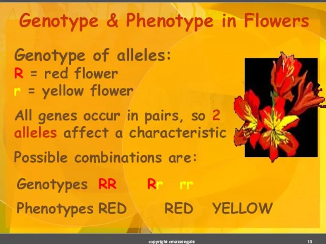 Genotype & Phenotype in Flowers Genotype of alleles: R = red