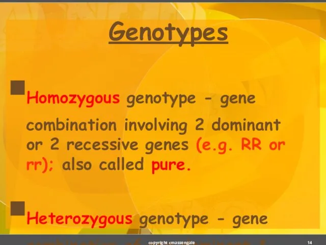 Genotypes Homozygous genotype - gene combination involving 2 dominant or 2