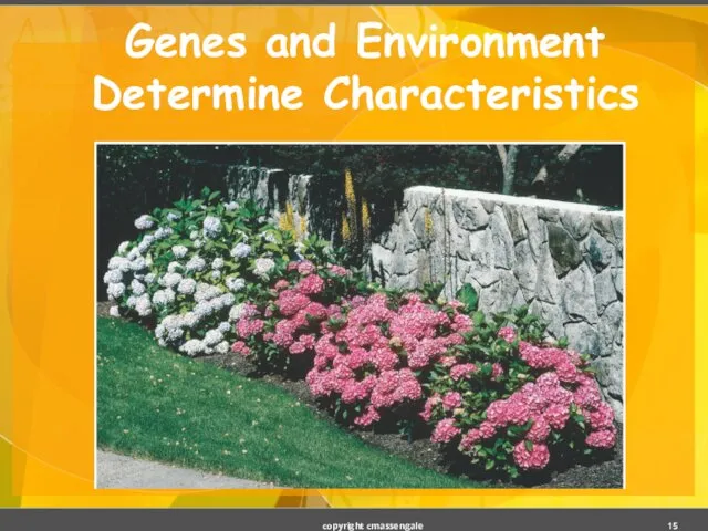 Genes and Environment Determine Characteristics copyright cmassengale