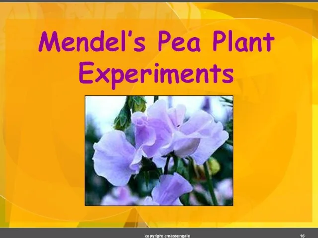 Mendel’s Pea Plant Experiments copyright cmassengale