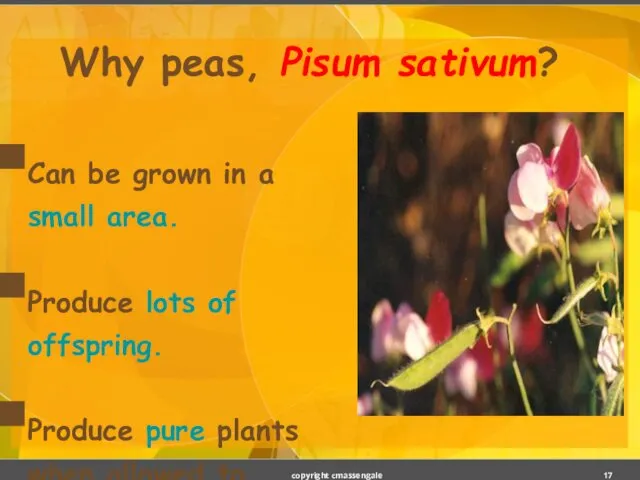 Why peas, Pisum sativum? Can be grown in a small area.