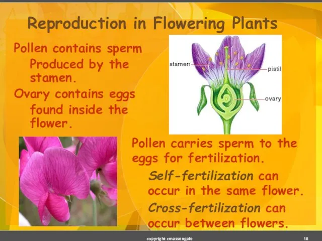 Reproduction in Flowering Plants Pollen contains sperm Produced by the stamen.