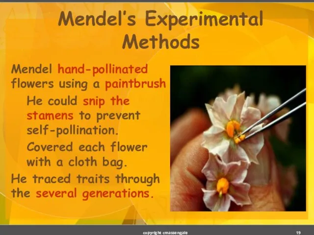 Mendel’s Experimental Methods Mendel hand-pollinated flowers using a paintbrush He could