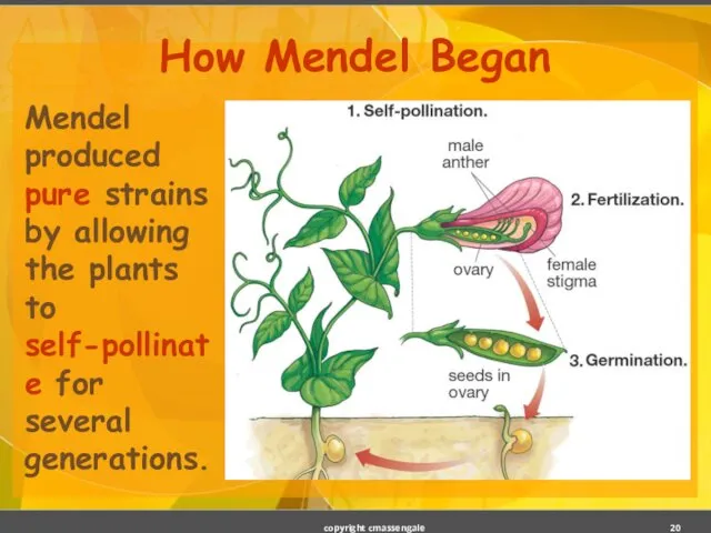 How Mendel Began Mendel produced pure strains by allowing the plants