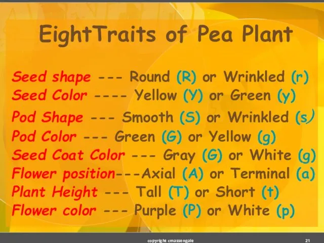 EightTraits of Pea Plant Seed shape --- Round (R) or Wrinkled