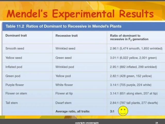 Mendel’s Experimental Results copyright cmassengale