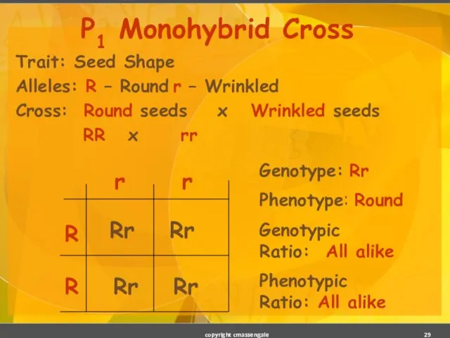 Trait: Seed Shape Alleles: R – Round r – Wrinkled Cross: