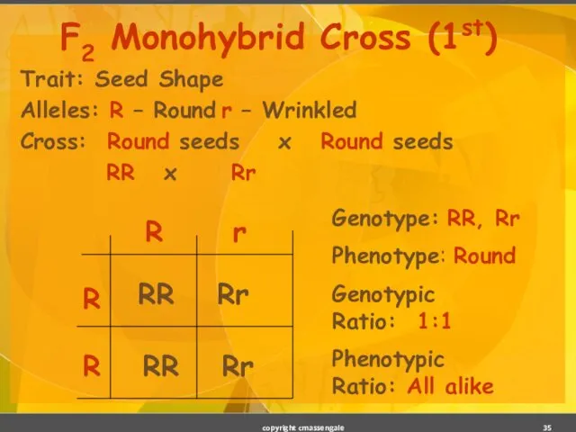 Trait: Seed Shape Alleles: R – Round r – Wrinkled Cross: