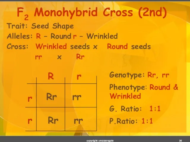 Trait: Seed Shape Alleles: R – Round r – Wrinkled Cross: