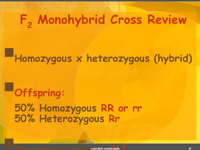 F2 Monohybrid Cross Review Homozygous x heterozygous (hybrid) Offspring: 50% Homozygous