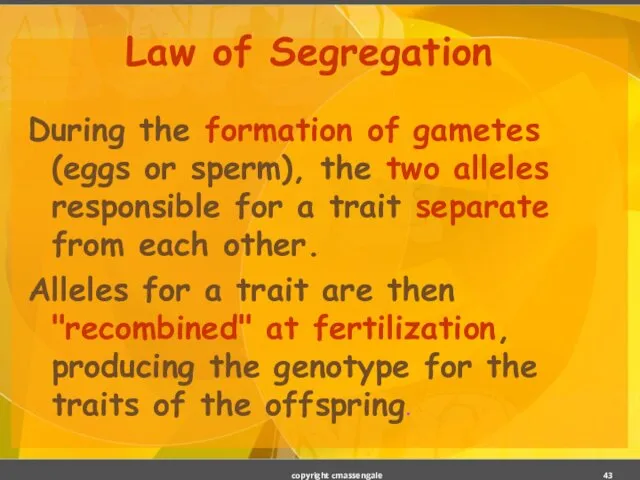 Law of Segregation During the formation of gametes (eggs or sperm),