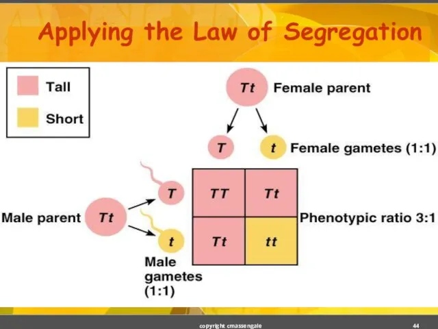 Applying the Law of Segregation copyright cmassengale