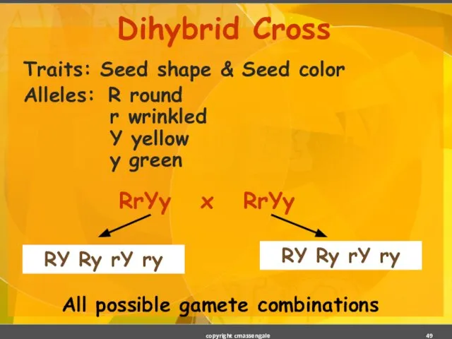 Dihybrid Cross Traits: Seed shape & Seed color Alleles: R round