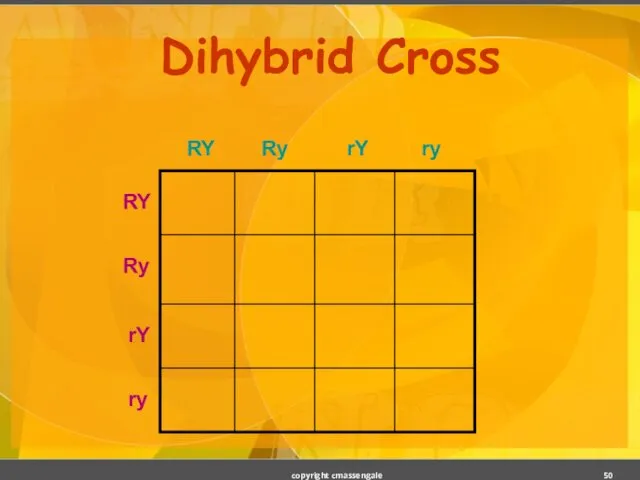 Dihybrid Cross copyright cmassengale