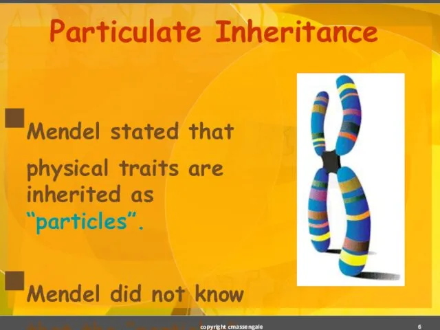 Mendel stated that physical traits are inherited as “particles”. Mendel did