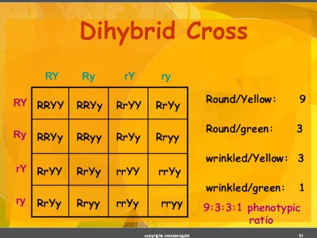 Dihybrid Cross copyright cmassengale