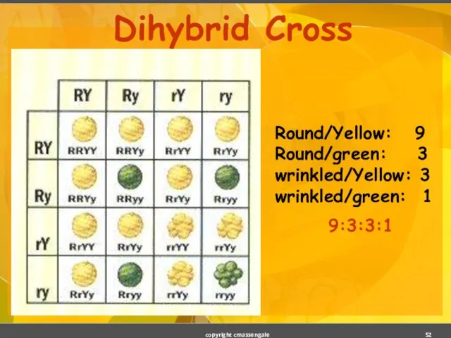 Dihybrid Cross Round/Yellow: 9 Round/green: 3 wrinkled/Yellow: 3 wrinkled/green: 1 9:3:3:1 copyright cmassengale