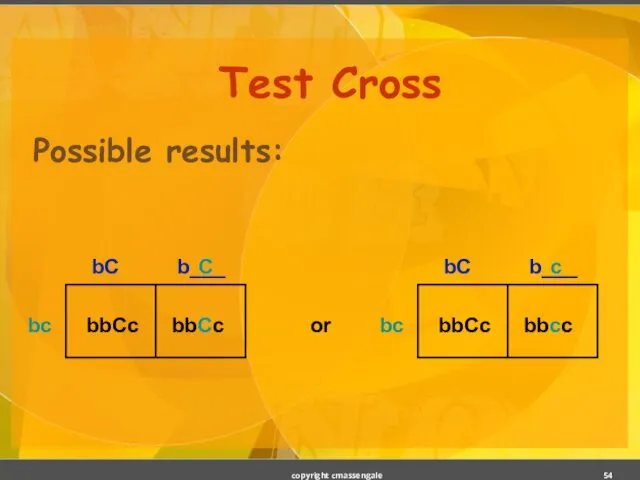 Test Cross Possible results: copyright cmassengale