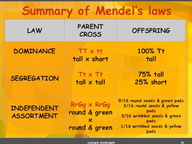 Summary of Mendel’s laws copyright cmassengale