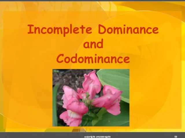 Incomplete Dominance and Codominance copyright cmassengale