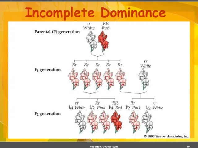 Incomplete Dominance copyright cmassengale