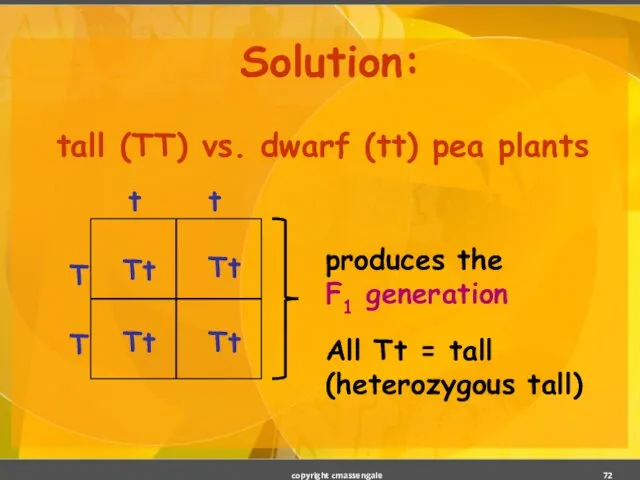 Solution: tall (TT) vs. dwarf (tt) pea plants copyright cmassengale