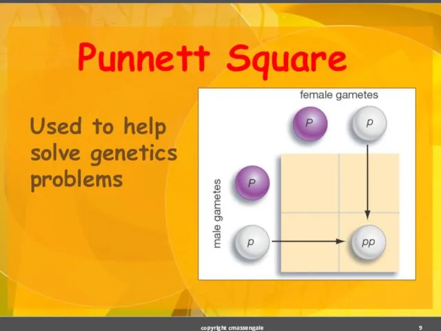 Punnett Square Used to help solve genetics problems copyright cmassengale